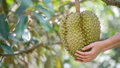  The Big Durian: A Symphony of Malaysian Identity and Teenage Angst